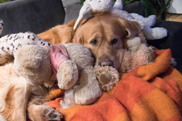 istock Golden retriever and teddy bears 655401056