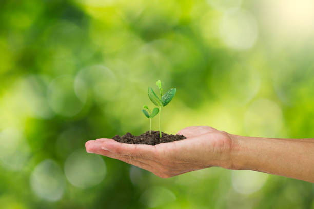 istock Man's hand holding sprout isolated on blurred green bokeh background 655401082