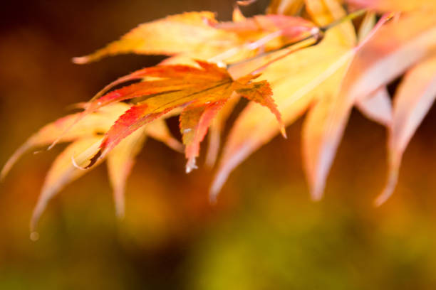 istock Autumn leaves Japan Saitama 655403576