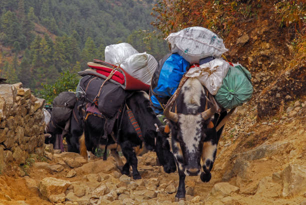 nepal - lukla imagens e fotografias de stock