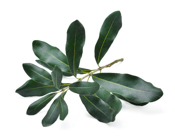 istock green macadamia leaves isolated on white background 655407514