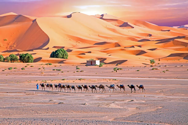 istock Camels in the Sahara desert at sunset 655410660