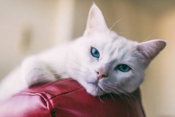 Photo of Close-up shot of a female Turkish Angora cat relaxing on top of a red leather couch.