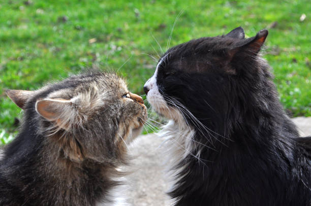 istock Fluffy cat kissing 655411354