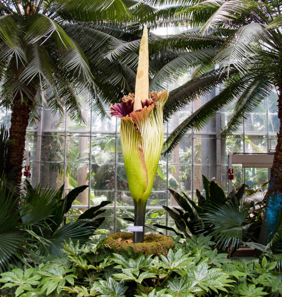 istock Titan Arum, on display in Washington. D.C. 655415724