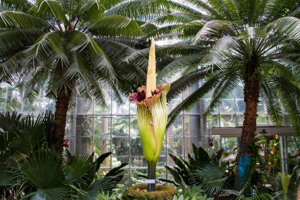 istock Titan Arum, on display in Washington. D.C. 655415738