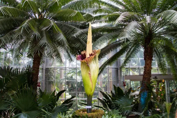 Amorphophallus titanum known as the titan arum, is a flowering plant with the largest unbranched inflorescence in the world. This one is on the splay in the U.S. Botanic Garden in Washington D.C. and is free for all to come and see.