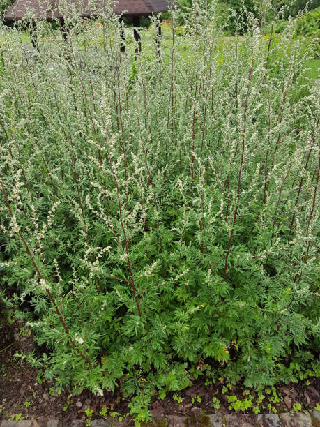 istock Mugwort; Artemisia; vulgaris 655416096