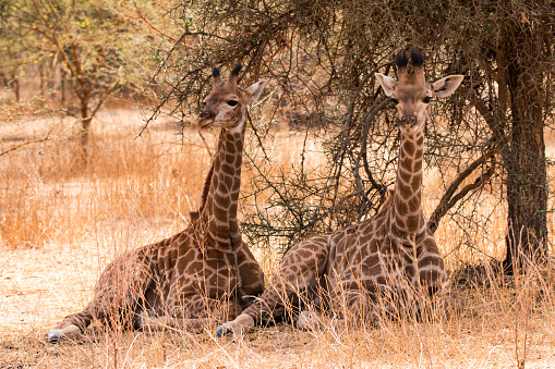 Two baby giraffes in Bandia Reserve in Senegal, West Africa