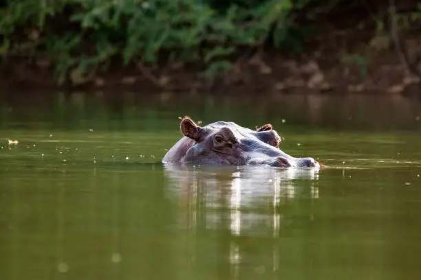 Curious hippo in the Gambia River near Niokolo-Koba National Park in Senegal, West Africa