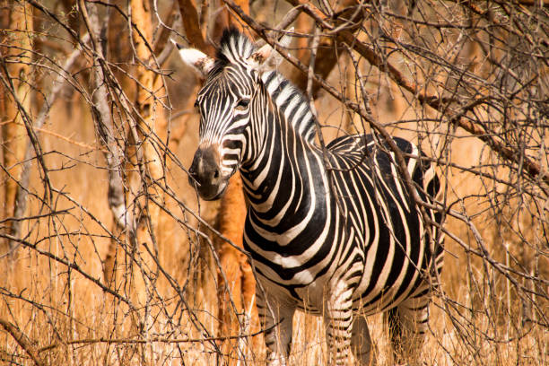 Zebra’s in amboseli nationaal park Kenia