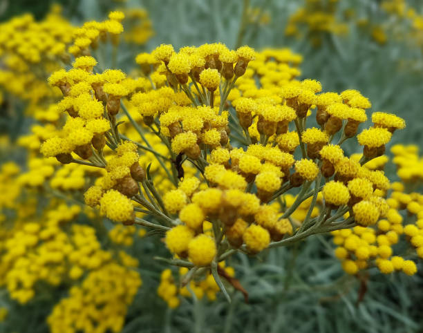 curry plant; helichrysum, italicum - alternative medicine herb garden plant flower imagens e fotografias de stock