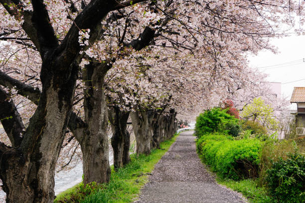 istock Pathway covered with petals through cherry blossoms tunnel, sakura, japan, spring 655427440