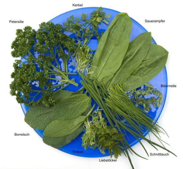 frankfurter, gruene, sos; pietruszka; szczypiorek, zielony - parsley chive sorrel borage zdjęcia i obrazy z banku zdjęć