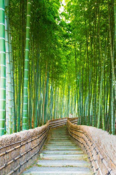 istock Bamboo Groves, bamboo forest in Arashiyama, Kyoto Japan. 655427888