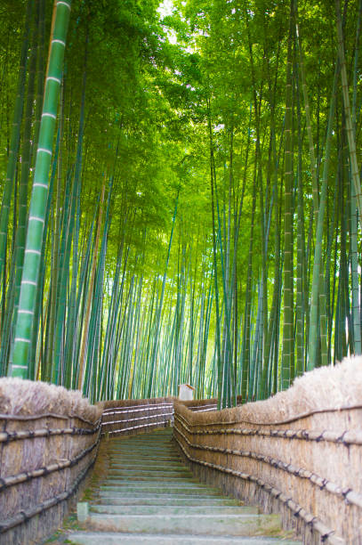 istock Bamboo Groves, bamboo forest in Arashiyama, Kyoto Japan. 655427896