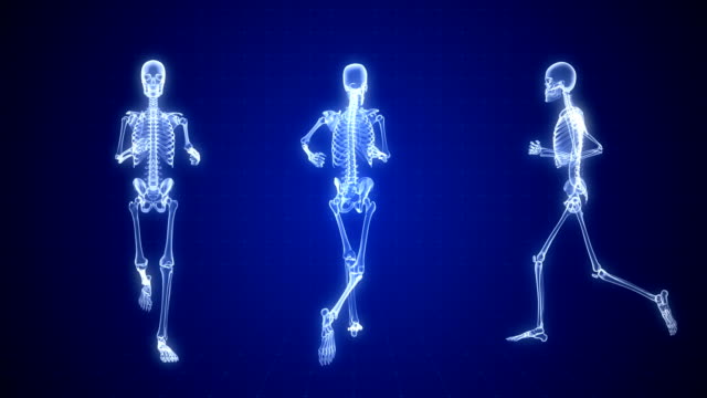 Human Skeleton X-ray Animation | Loopable