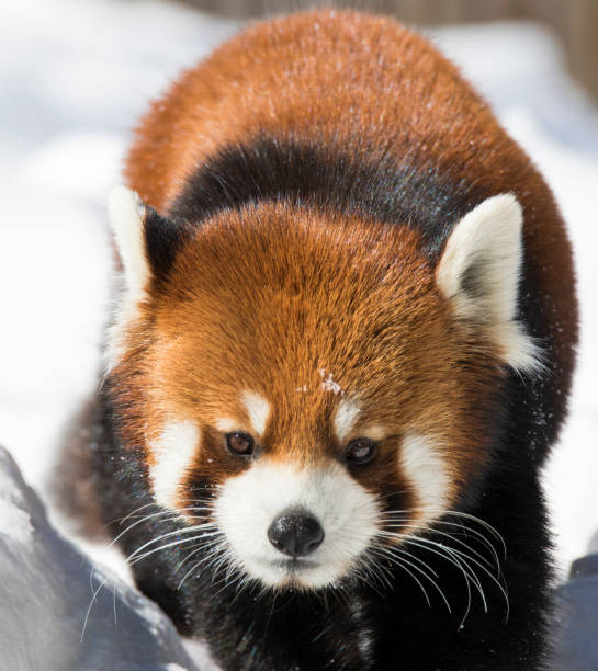 istock red panda in winter 655428386