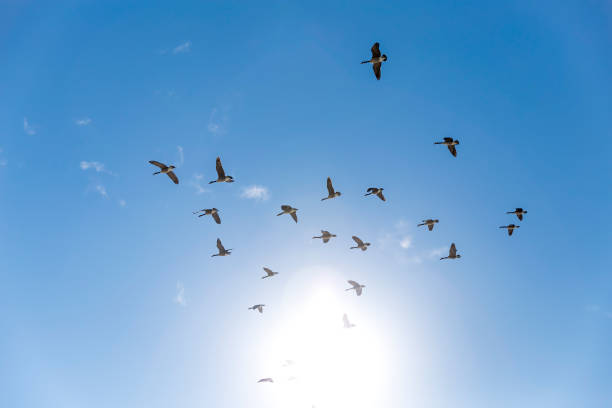 istock goose flying in the blue sky 655428486