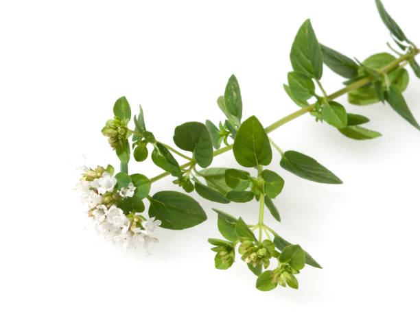 istock gold marjoram; Origanum vulgare 655428516