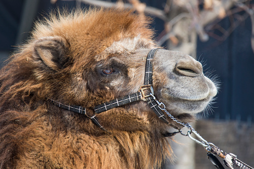 Bactrian camel portrait