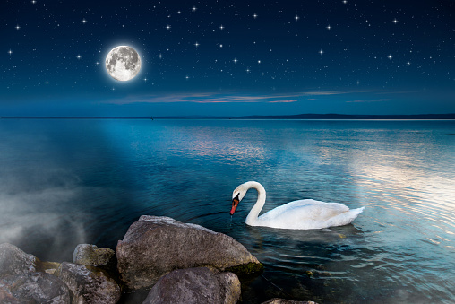 Swans on the lake Balaton in the night sky.