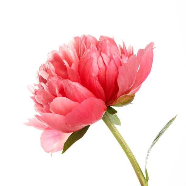 istock Flower rare salmon-colored peony isolated on white background. 655442734