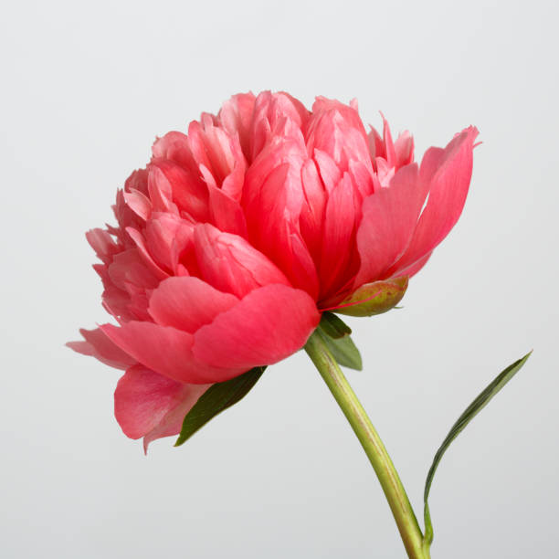 istock Flower rare salmon-colored peony isolated on gray background. 655443340