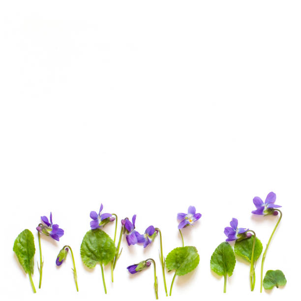 istock blank greeting card violets  purple 655443438