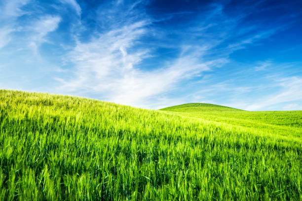 Green Field Landscape - Spring in Tuscany