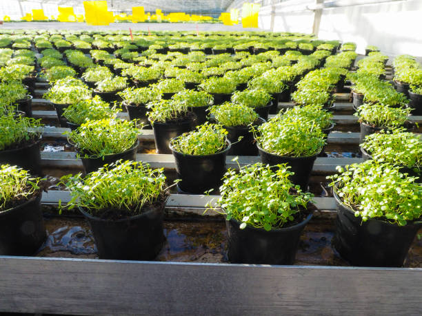 Fresh herbs growing in pots, in a greenhouse stock photo