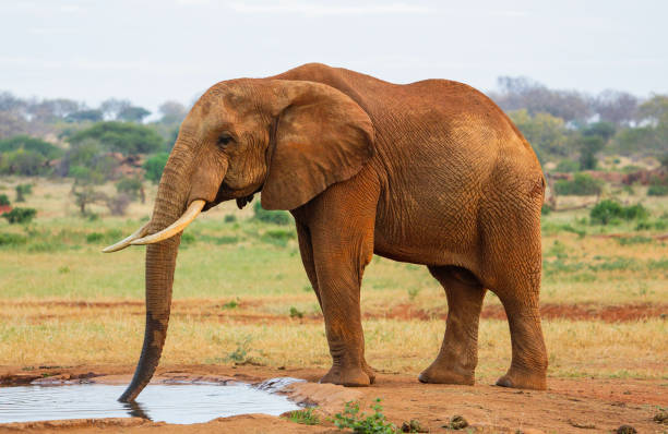 istock Red Elephant in Tsavo East National Park. Kenya. 655458000