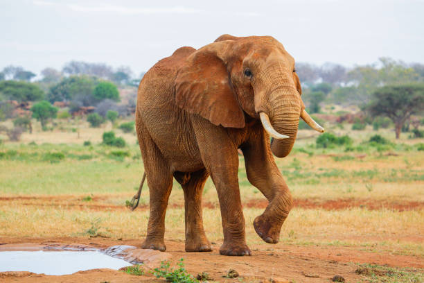 istock Red Elephant in Tsavo East National Park. Kenya. 655458174