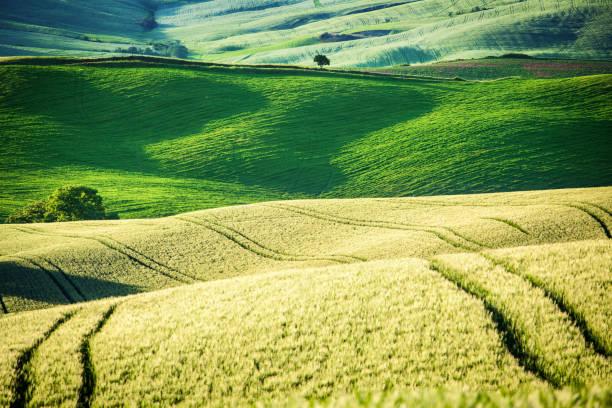 istock Green Field Landscape - Spring in Tuscany 655458336