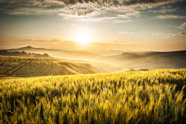 istock Sunset Road and Cypress Trees rolling Landscape in Tuscany. 655458574