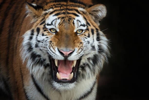 Brüllender Tiger In the evening, a tiger calls for a tigress. roaring stock pictures, royalty-free photos & images