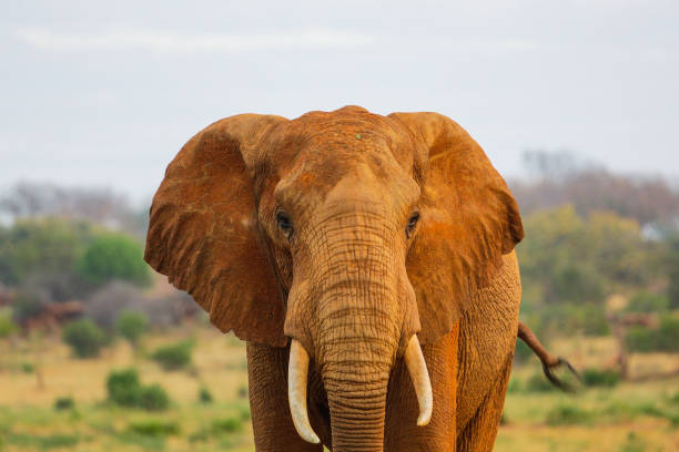 istock Red Elephant in Tsavo East National Park. Kenya. 655458824