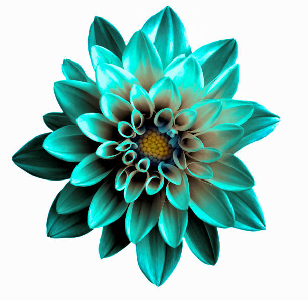 istock Surreal dark chrome turquoise flower dahlia macro isolated on white 655462450