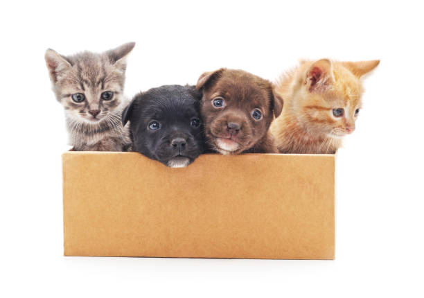 Kittens and a puppies in a box. Kittens and a puppies in a box on a white background. box of puppies stock pictures, royalty-free photos & images