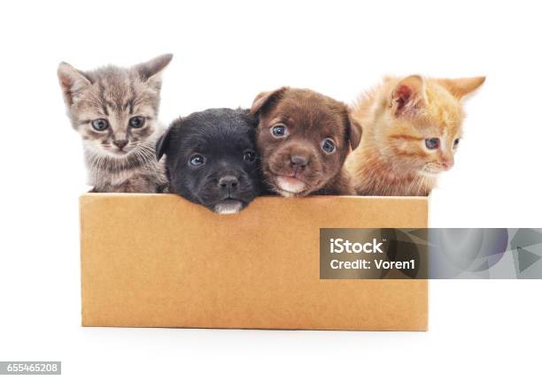 Kittens And A Puppies In A Box Stock Photo - Download Image Now - Puppy, Box - Container, Dog