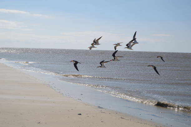 east beach skimmers st. simons island ga - dorothy photos et images de collection