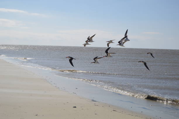 East Beach Skimmers St. Simons Island GA