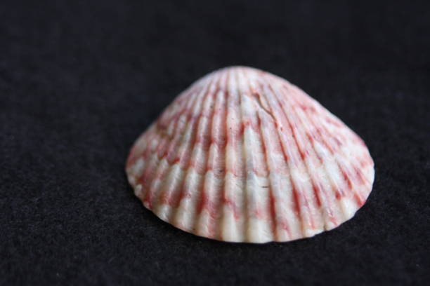 seashells - coral fungus foto e immagini stock