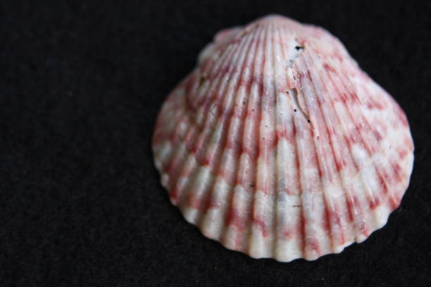 seashells - coral fungus foto e immagini stock