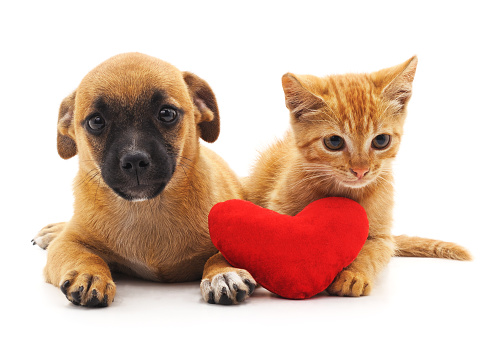 Puppy and kitten with heart isolated on white background.