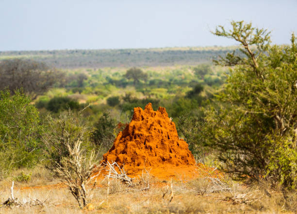 Termite house. Tsavo East National park, Kenya. Termite house. Tsavo East National park, Kenya. colony territory photos stock pictures, royalty-free photos & images