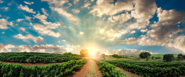 plantación - puesta de sol en el paisaje de campo de café - sunnyside fotografías e imágenes de stock