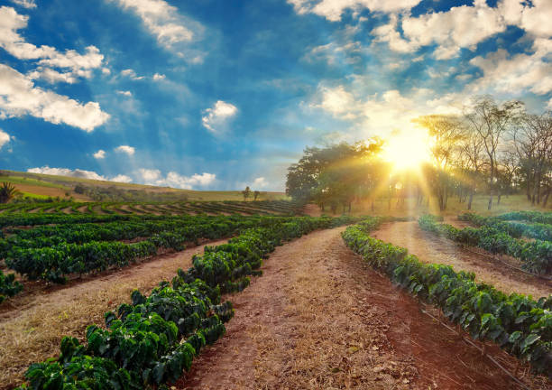 plantación - puesta de sol en el paisaje de campo de café - sunnyside fotografías e imágenes de stock