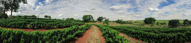 istock Plantation - Sunset at the coffee field landscape 655479278