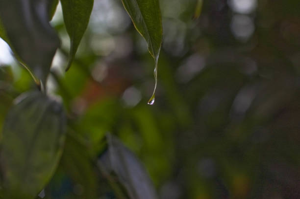 istock A drop of water on a green leaf. 655485942